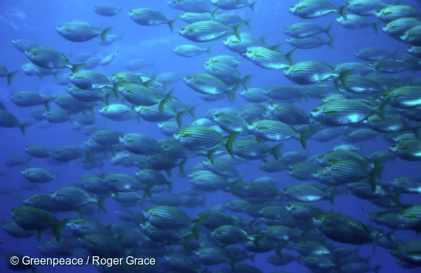 Fish In The Mediterranean Ocean - Stock Video