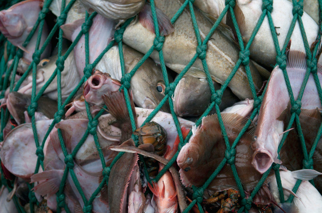 Fishing dragger hauls in net full of Atlantic Cod fish