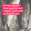 Ulovligt udsmid i Østersøen rammer miljøet, samfundet og fiskeriet selv