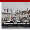 Fish flourish under lockdown — but fishermen flounder