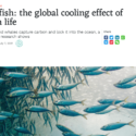 China Dialogue: Cold fish: the global cooling effect of ocean life