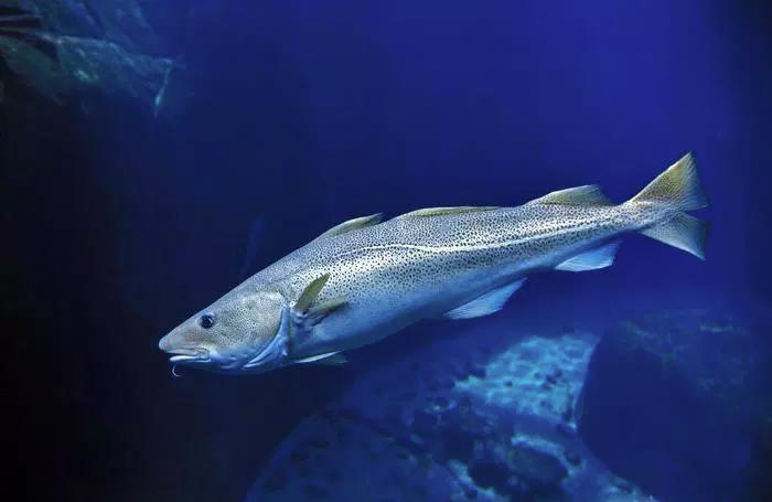 Atlantic cod, gadus morhua Arco Images GmbH / Alamy Stock Photo