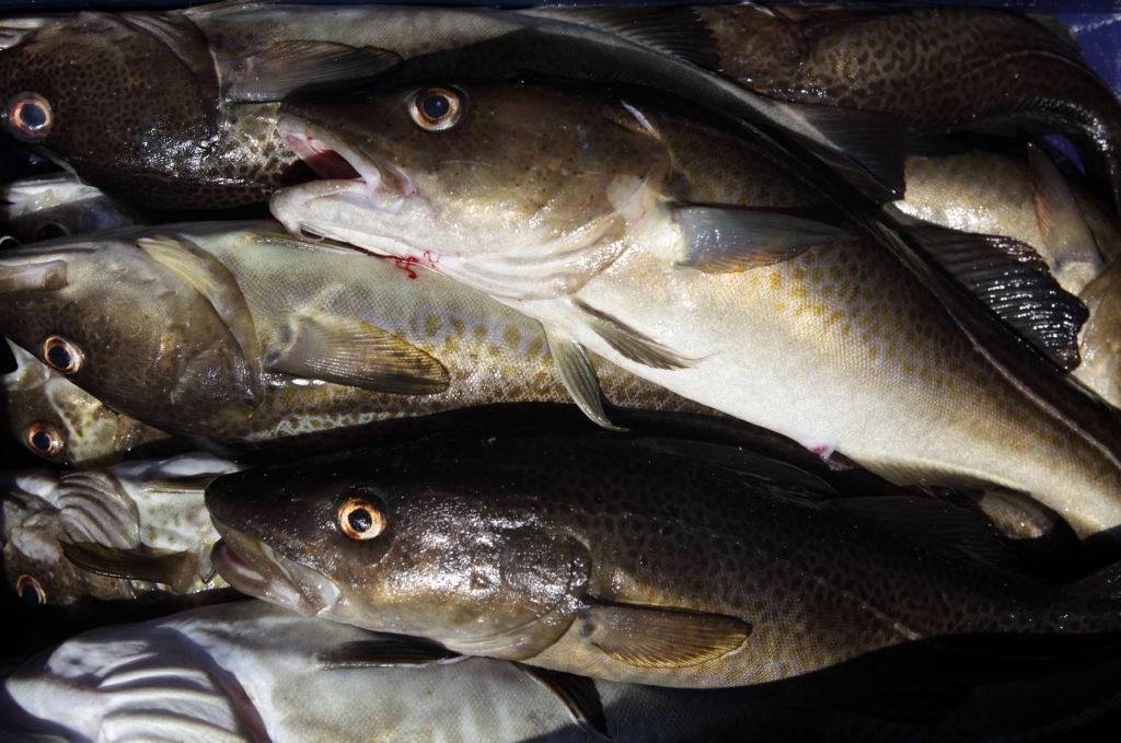 Freshly caught cod Agencja Fotograficzna Caro / Alamy Stock Photo