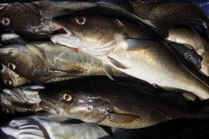 Kagsdorf, Germany, freshly caught cod - Agencja Fotograficzna Caro / Alamy Stock Photo