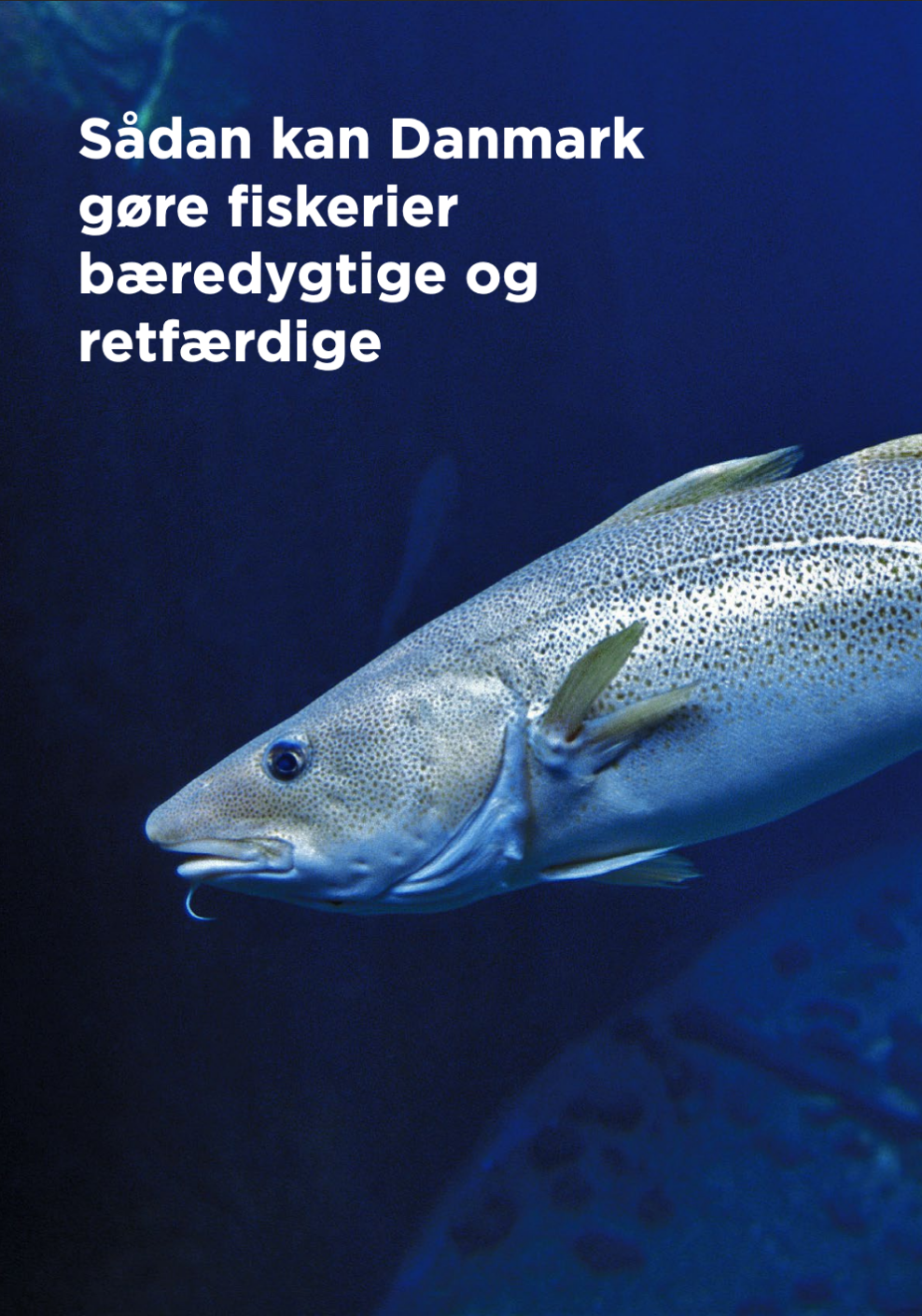 Sådan kan Danmark gøre fiskerier bæredygtige og retfærdige