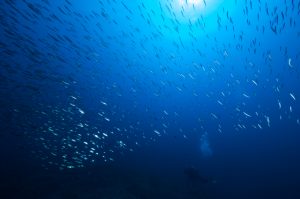 Shoal of Fish in the Mediterranean Sea © Greenpeace / Gavin Parsons