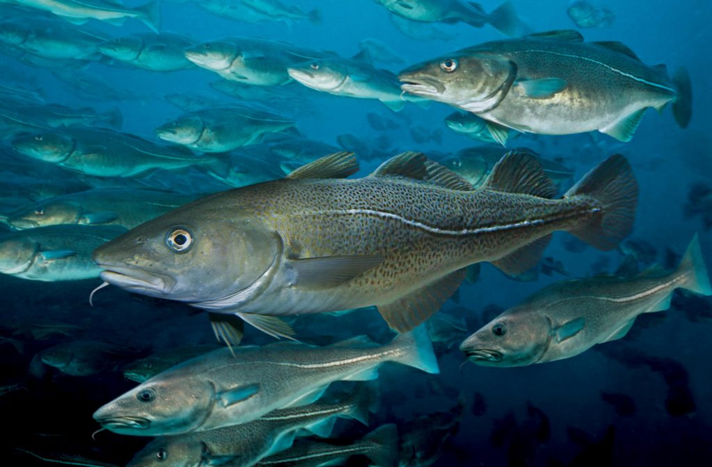 Atlantic cod, Paulo Oliveira / Alamy Stock Photo