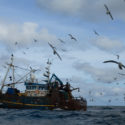 Seagulls Feed on By-catch From TrawlerZeemeeuwen voeden zich met Bijvangst van Trawler