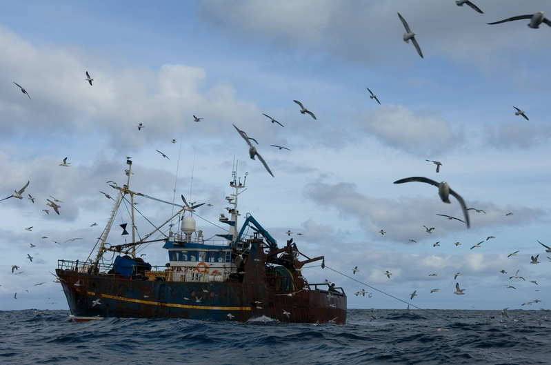 Seagulls Feed on By-catch From TrawlerZeemeeuwen voeden zich met Bijvangst van Trawler