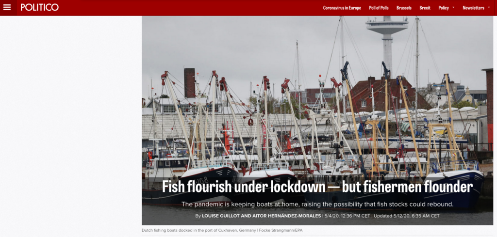 Fish flourish under lockdown — but fishermen flounder