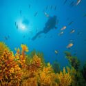 Helmut Corneli / Alamy Stock Photo. Scuba diver at small polyped gorgonian (Paramuricea clavata), Mediterranean fairy basslet (Anthias anthias), Medes Islands, Costa Brava, Spain, Europe