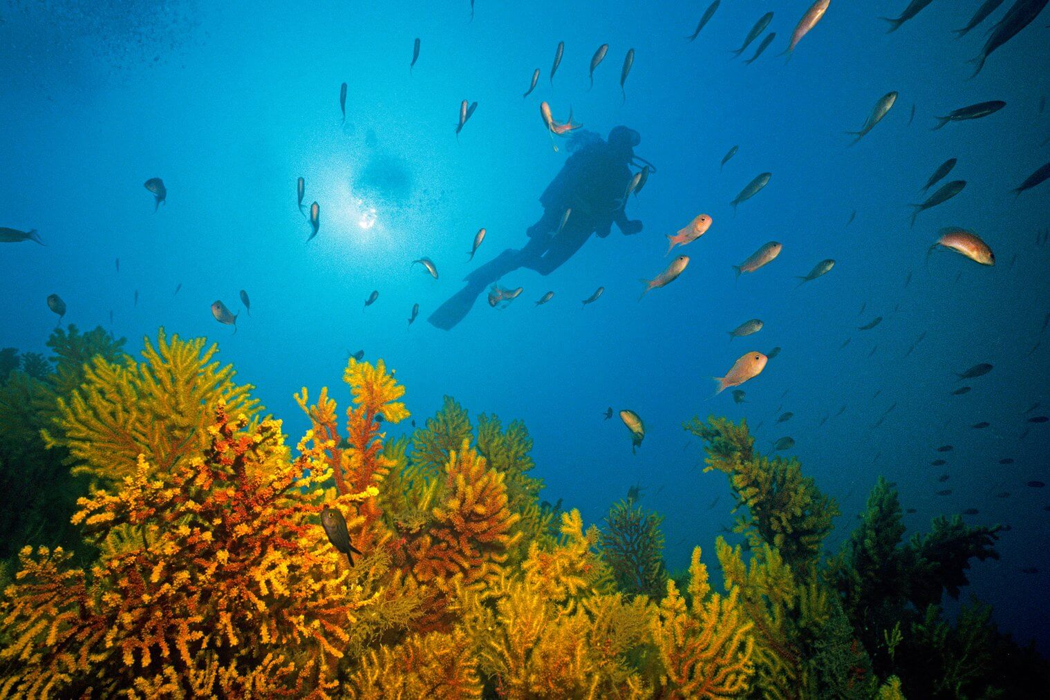 Helmut Corneli / Alamy Stock Photo. Scuba diver at small polyped gorgonian (Paramuricea clavata), Mediterranean fairy basslet (Anthias anthias), Medes Islands, Costa Brava, Spain, Europe